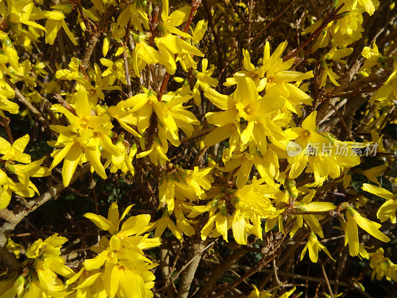 黄色连翘花在修剪的花园篱笆，春天