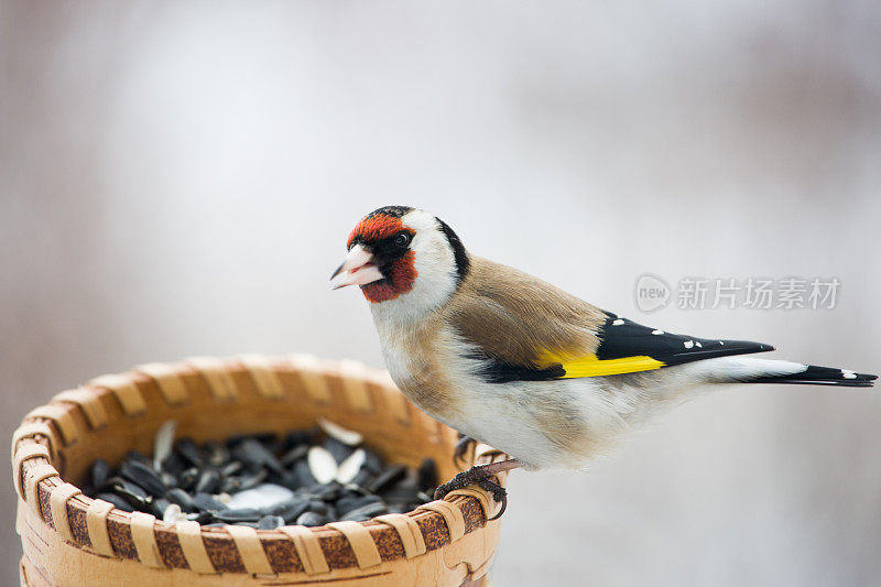 金翅雀