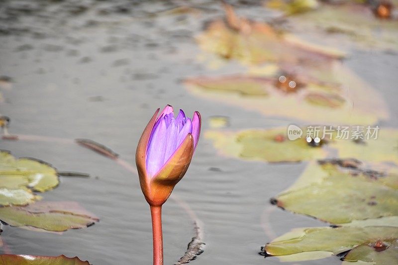 湖岸边有花