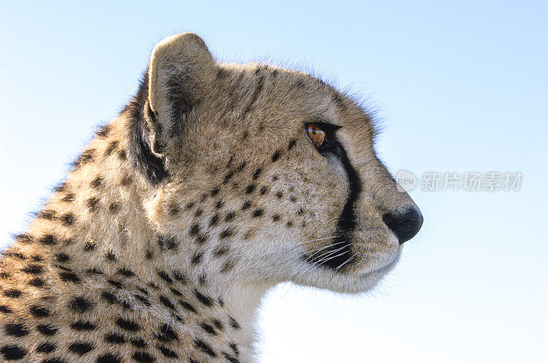 野生猎豹坐在Safari车顶的特写