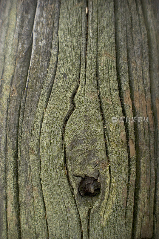 苔藓覆盖的木头