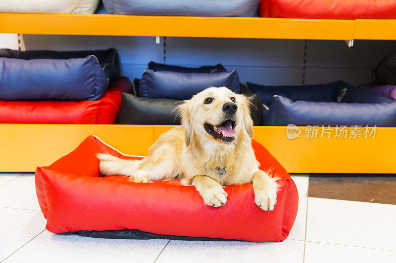 可爱的金毛猎犬在宠物店休息