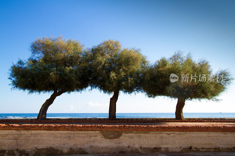 地中海上的三棵松树