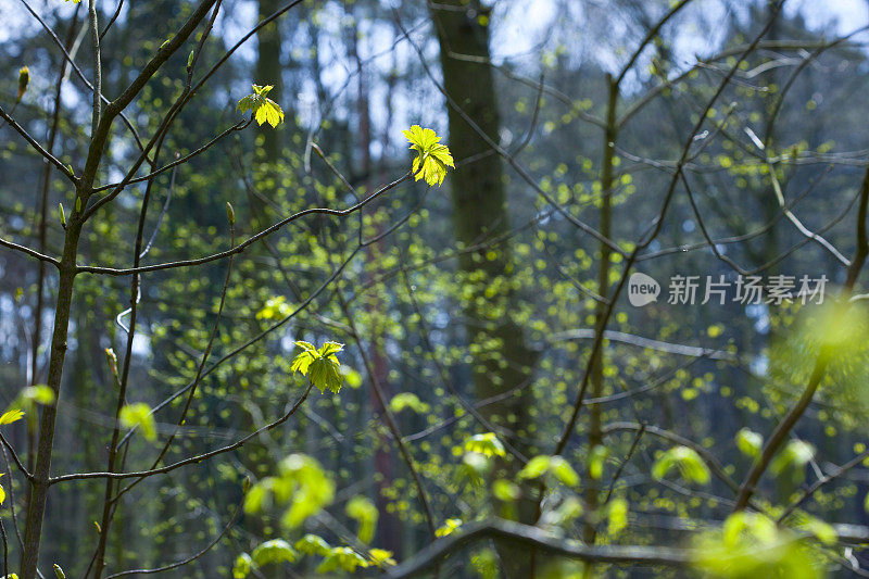 绿色在树林里萌芽，科隆