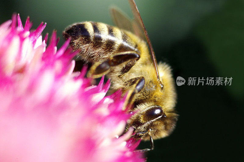 一只蜜蜂的特写