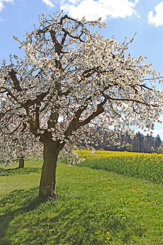 樱桃树在春天开花