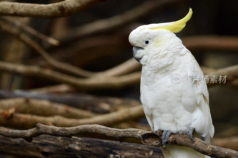 白鹦鹉鹦鹉鸟在木头上