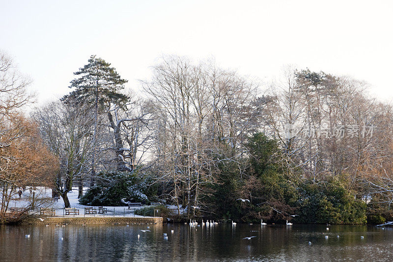 郊区公园湖与雪和天鹅