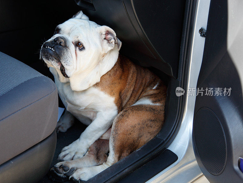 斗牛犬在汽车