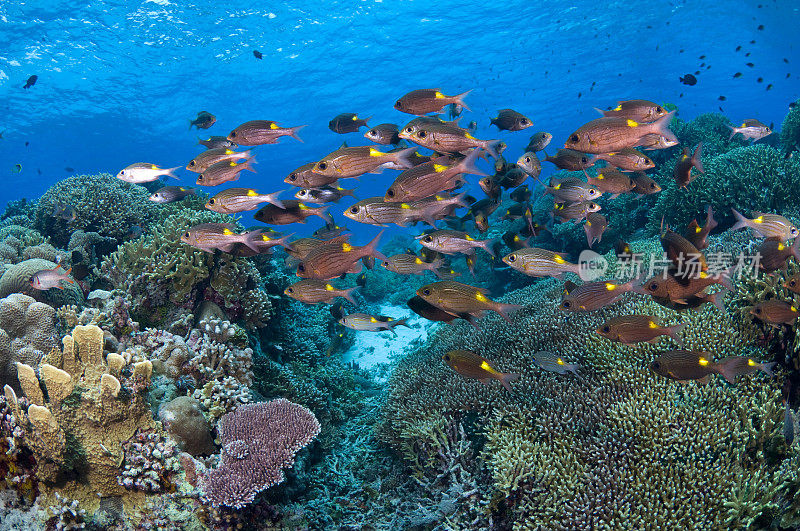 明亮的珊瑚礁