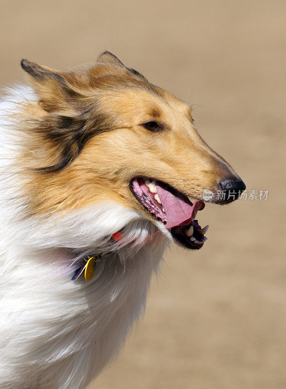 一只奔跑的牧羊犬的狗的肖像