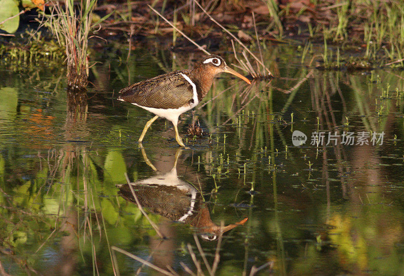 本加勒喙鹬，天然沼泽生境中的雌性大画眉鹬