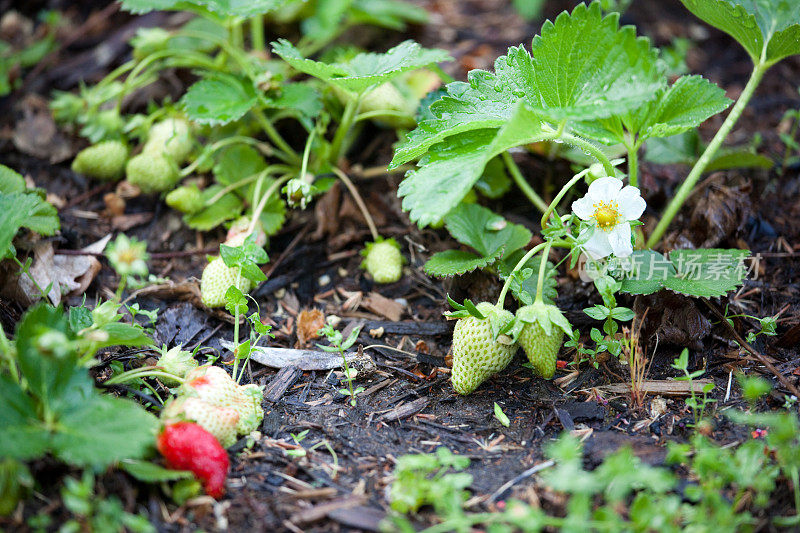 雨后的野草莓