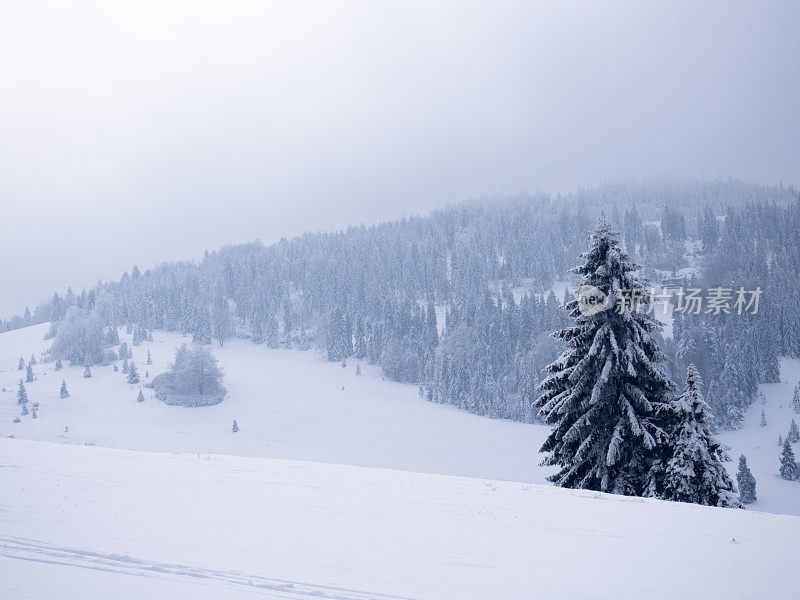 冷杉树被雪覆盖在冬天的山脉背景