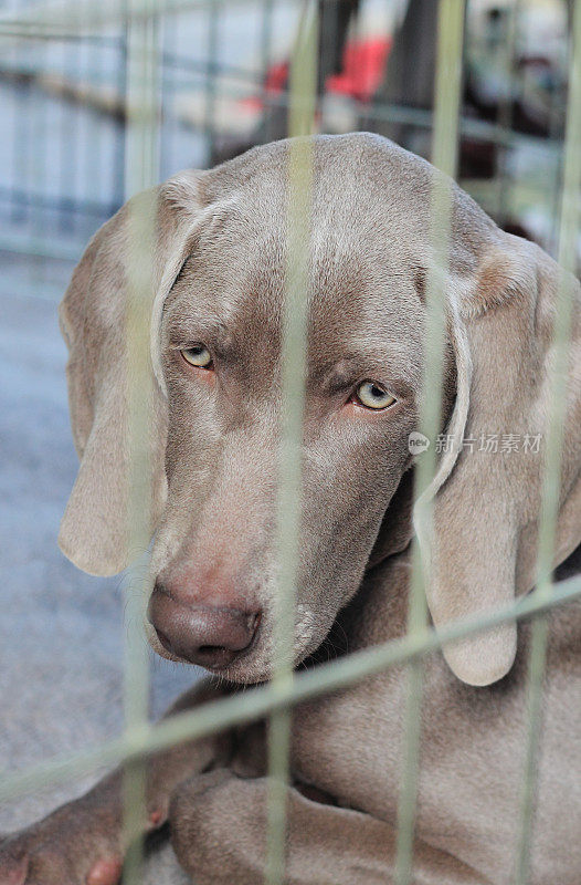 威玛猎犬小狗在狗舍里看起来很伤心