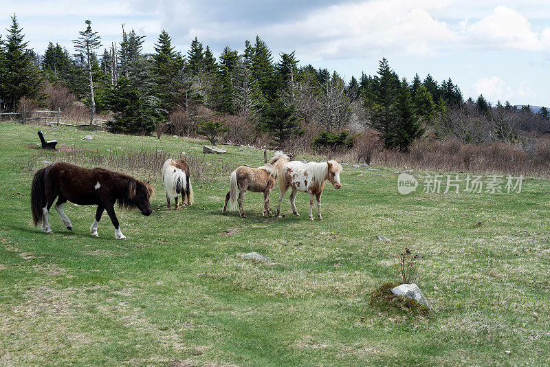 一群在格雷森高地吃草的野马