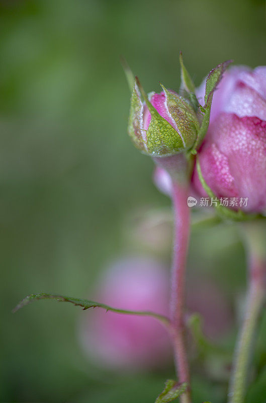 雨后玫瑰花蕾和花头的特写