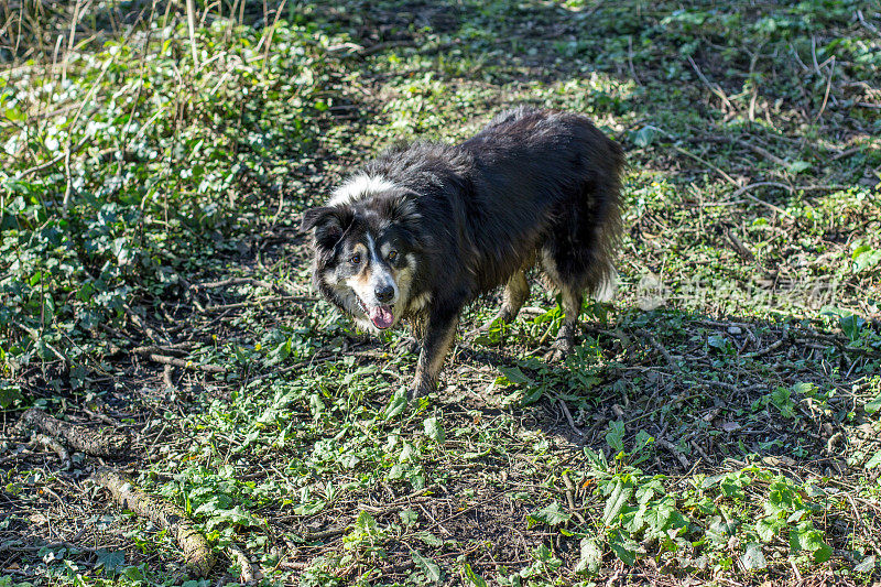 林地小径上非常脏的牧羊犬