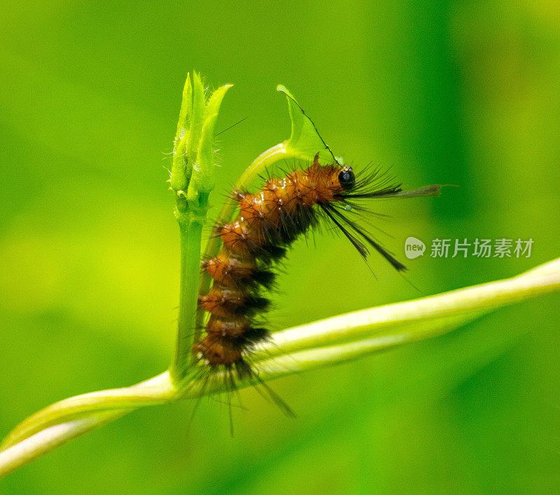 绿色背景的毛毛虫特写