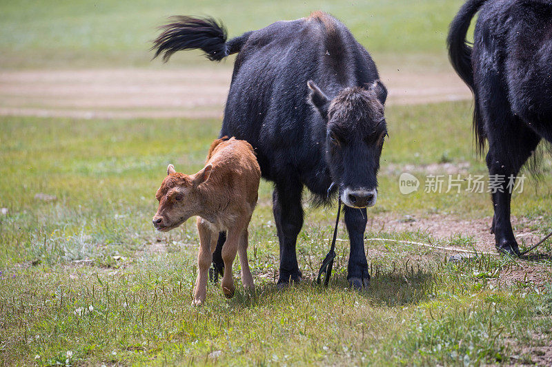 蒙古:母牛和小牛