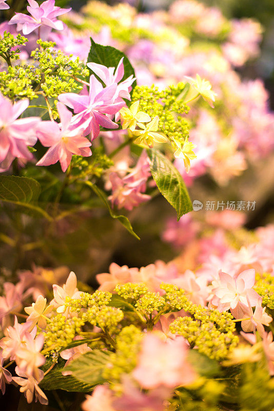 日本京都的粉红绣球花特写