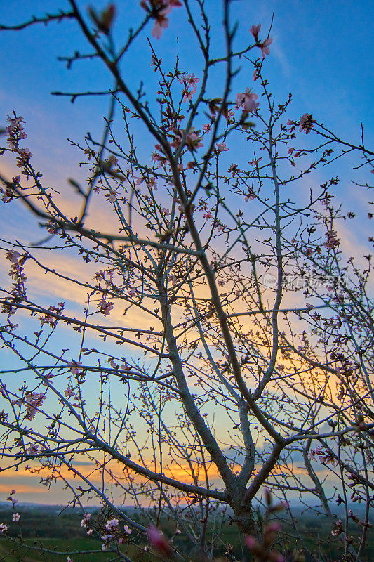 杏树在夕阳下开花