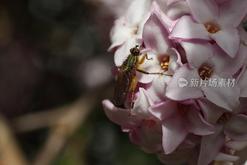 飞在达芙妮上