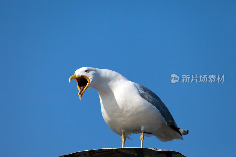 海鸥