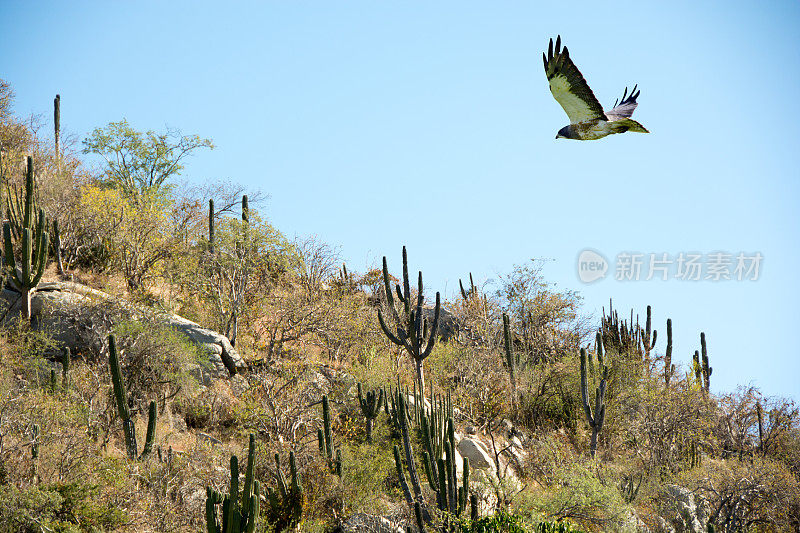 斯文森的鹰飞过墨西哥内陆地区——巴哈