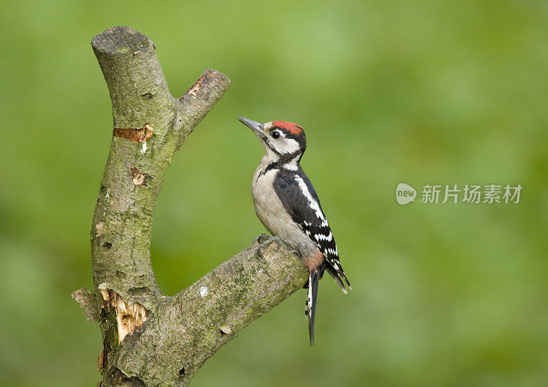 大斑点啄木鸟