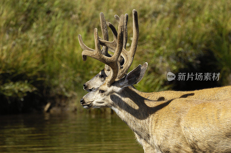 野骡鹿过河