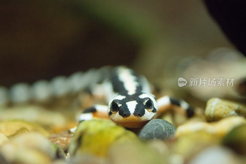 水族馆里的水下蜥蜴黑白相间