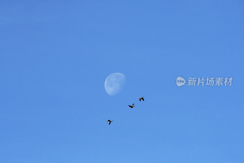 三只鹅经过早晨的月亮