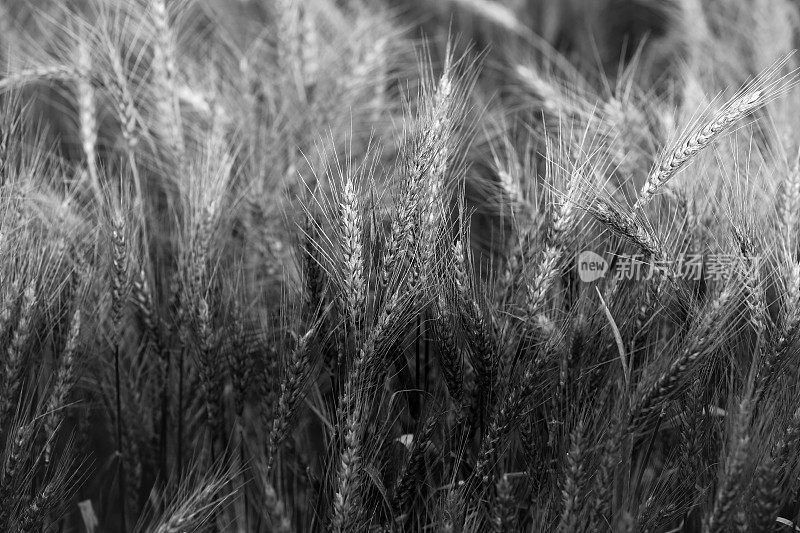 夏季小麦
