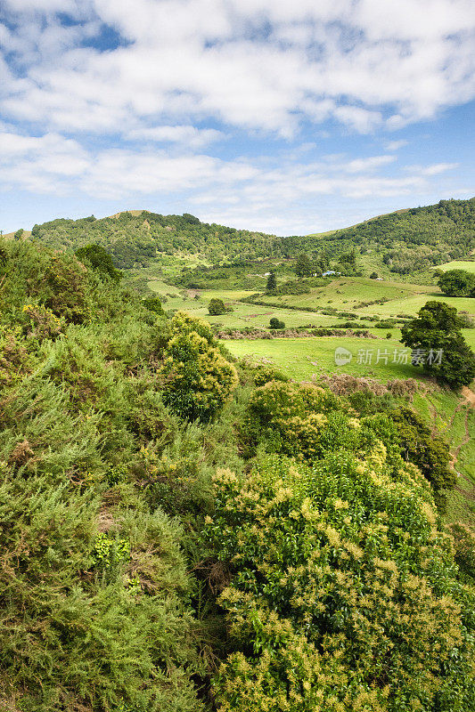 新西兰北岛的风景