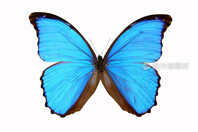 白色背景上的蓝色大闪蝶