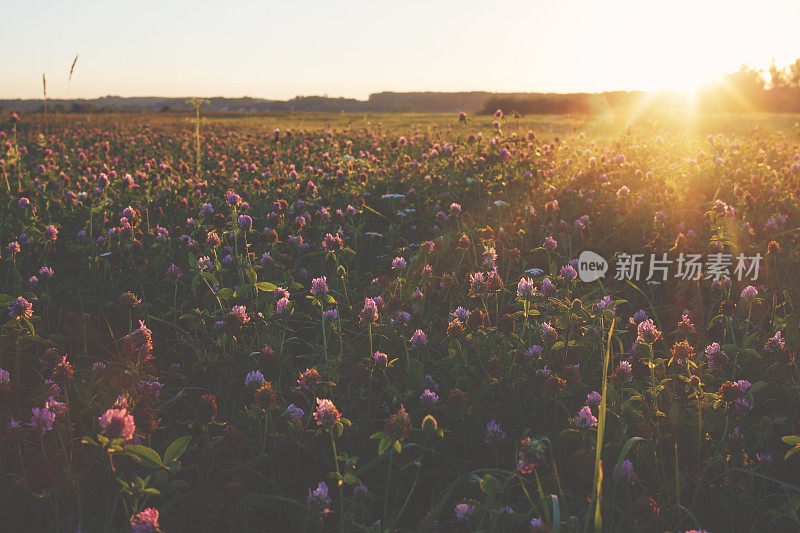 日落时草地上的红三叶草