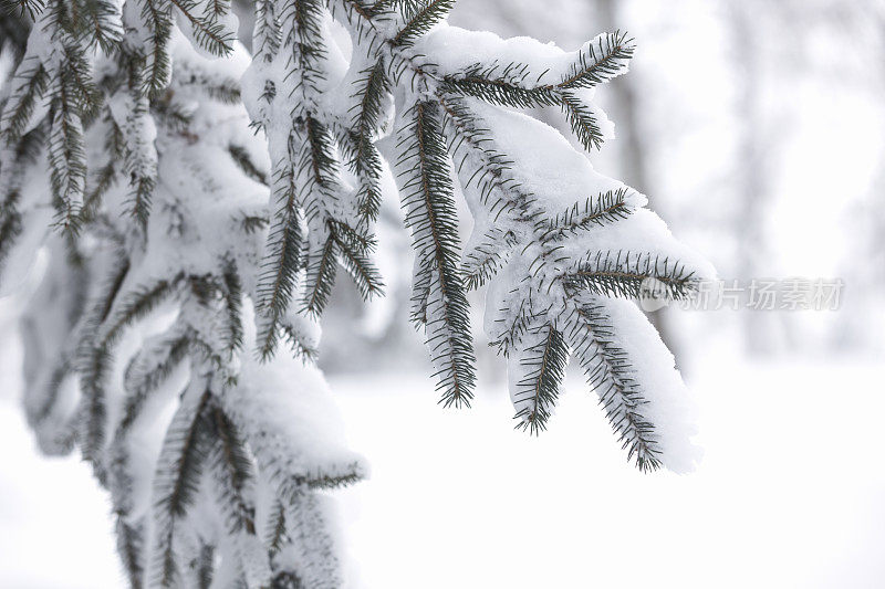 多雪的明尼苏达冬天-云杉树枝