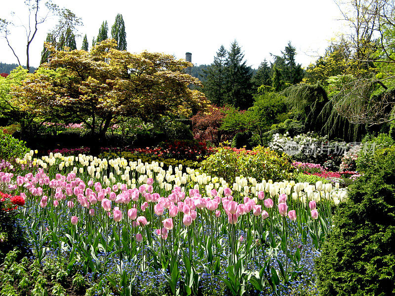 郁金香花园