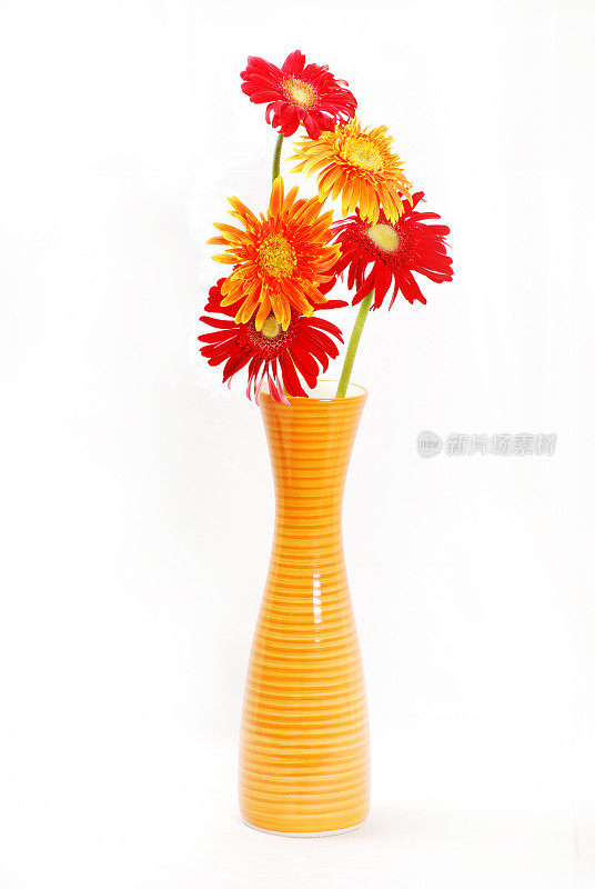 花瓶里的非洲菊