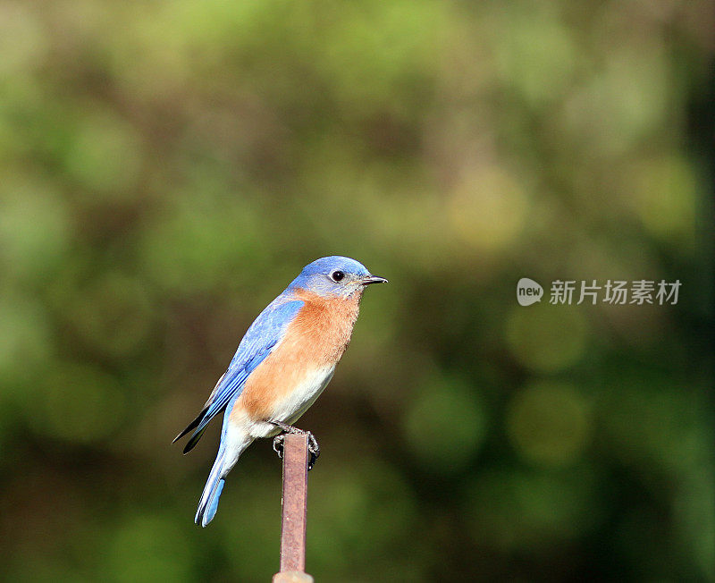 雄性蓝鸟特写视图