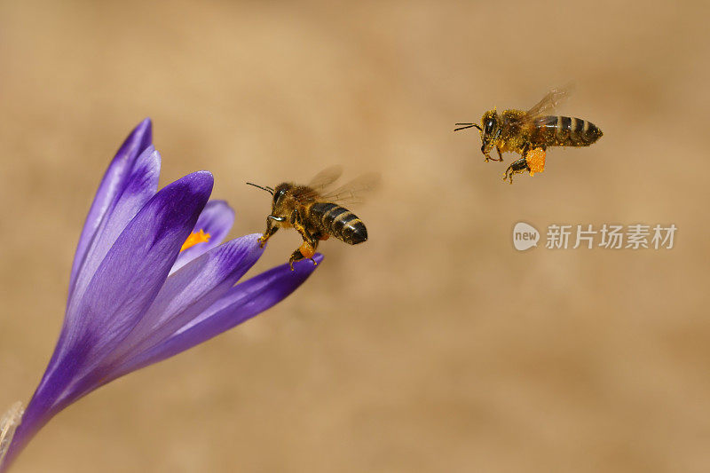 蜜蜂和番红花