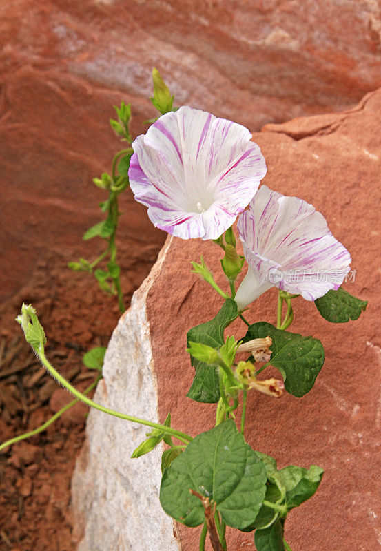 牵牛花