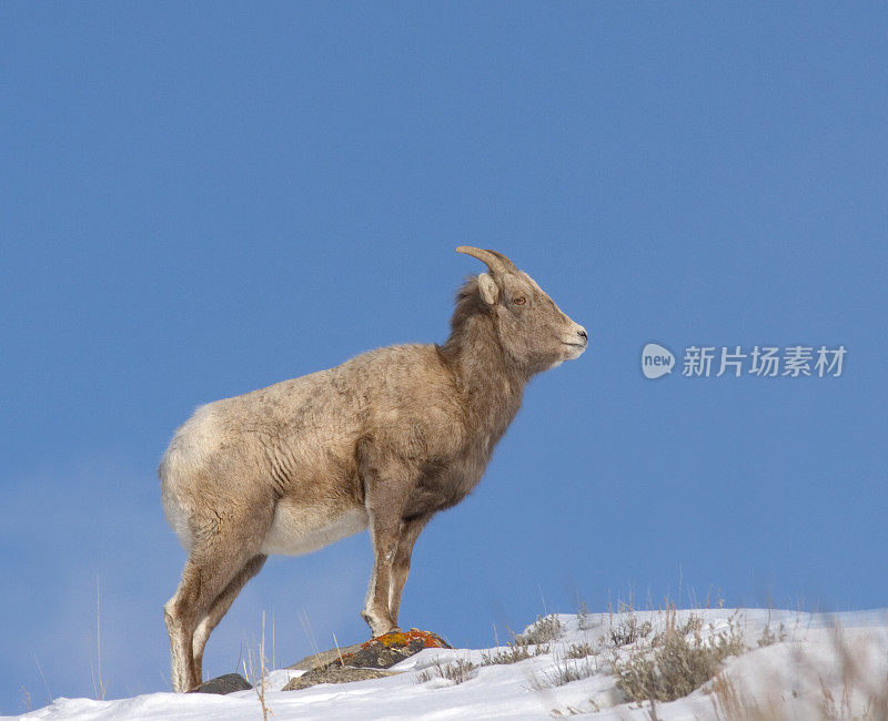 大角羊在冬天与蓝天