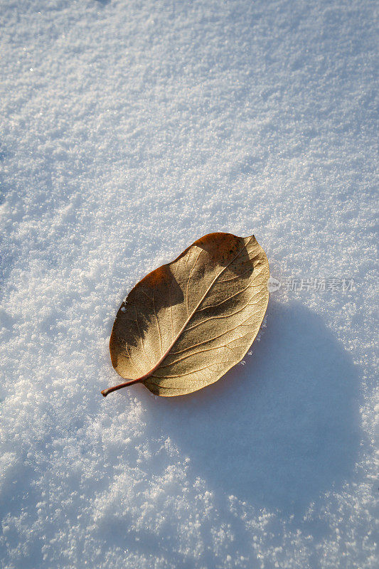 叶在雪地上