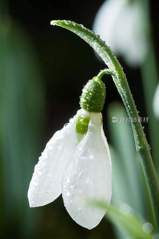 雪花莲是春天的使者