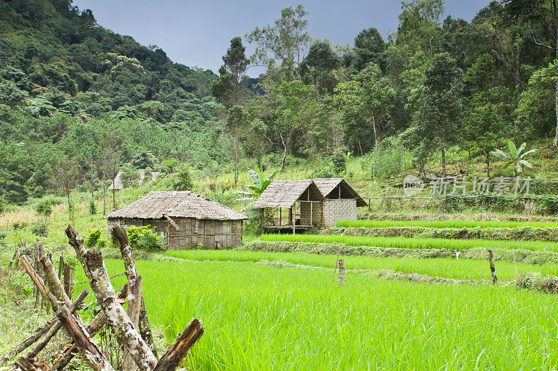 泰国北部稻田茅屋梅洪子