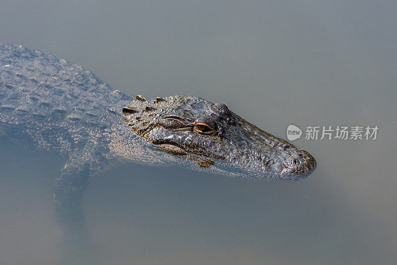 大沼泽地里的鳄鱼