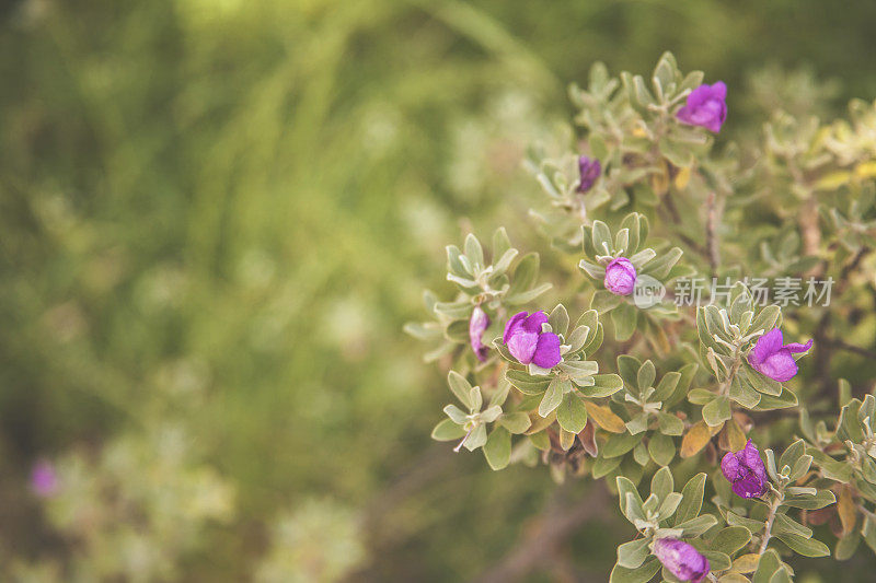 生长在德克萨斯州的紫色鼠尾草。