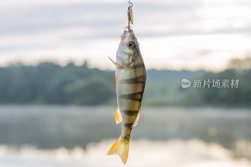 夏天捕获的淡水鲈鱼在水库上栖息